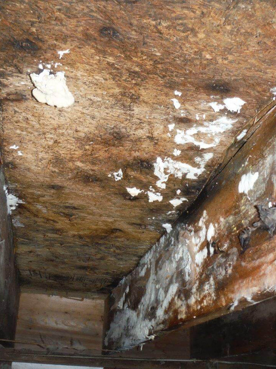 Basement Mold